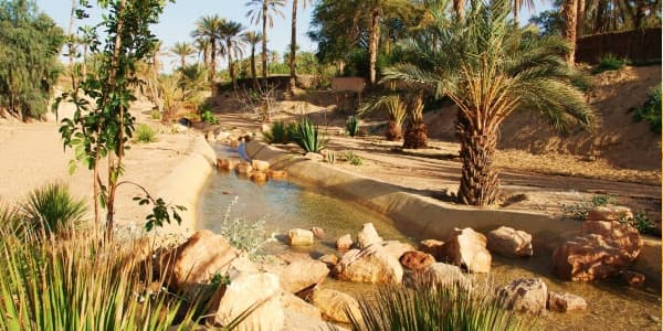 Palmeraie verdoyante - Tunisie